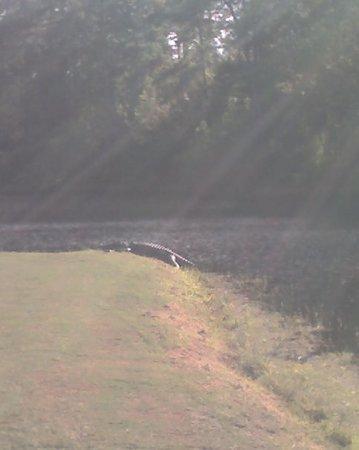 Wild Wing Plantation